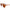Tea Polarized Wood Shades