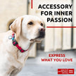 Adjustable Dog Collar