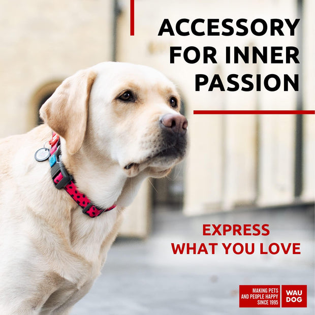 Adjustable Dog Collar