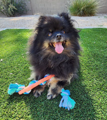 Jouet à mâcher en caoutchouc pour chien avec corde à tirer – Idéal pour les chiens actifs