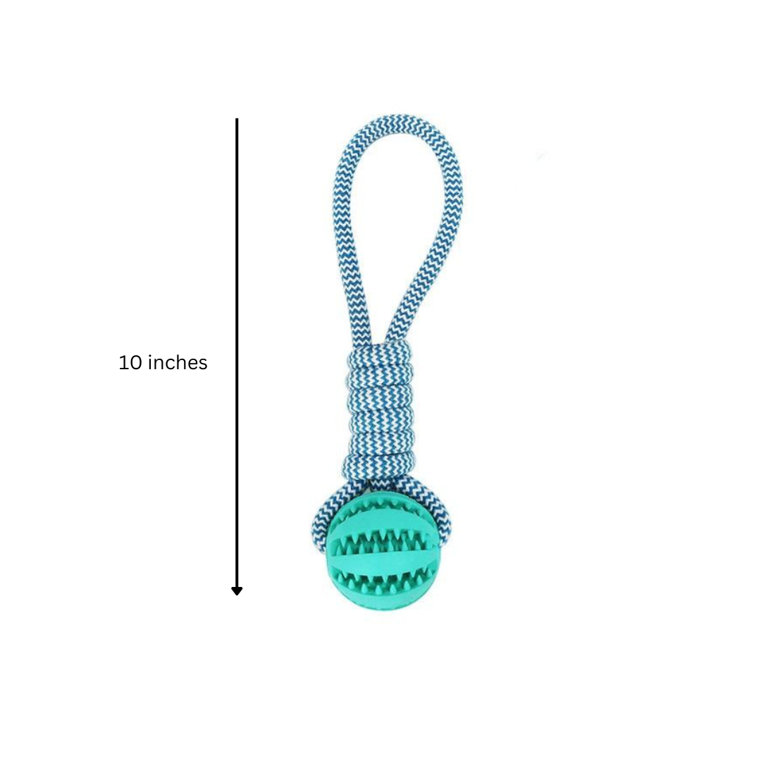 Squeaky Dental Play Set
