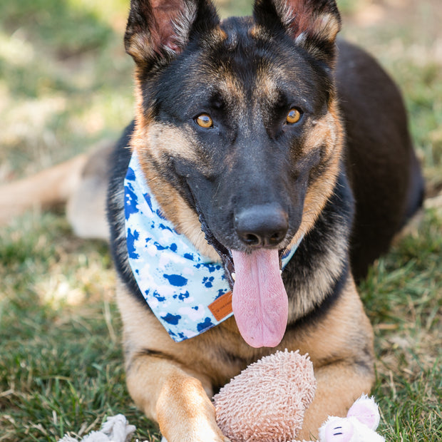 Plush Dog Toys Set