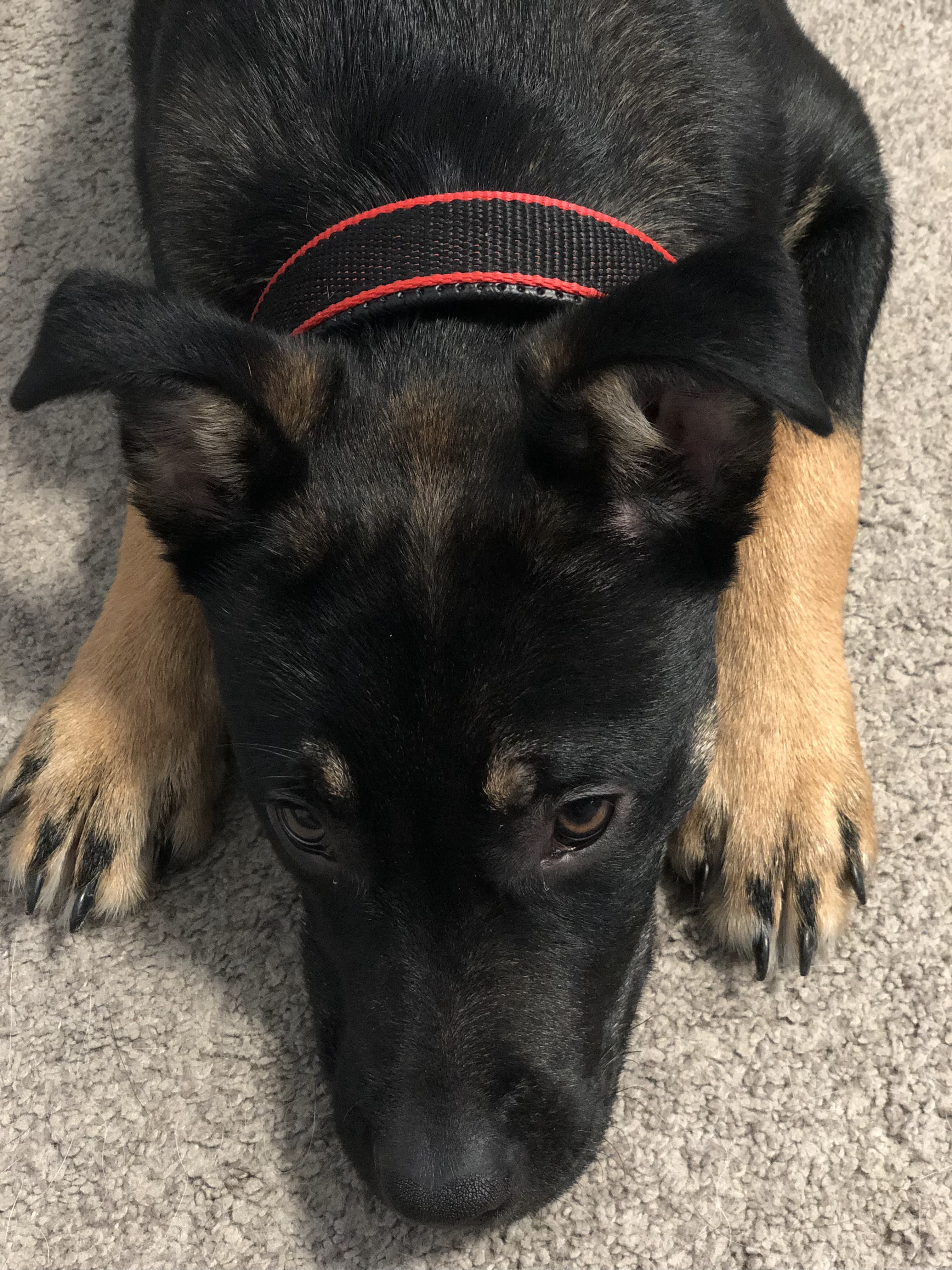 Durable Dog Collar