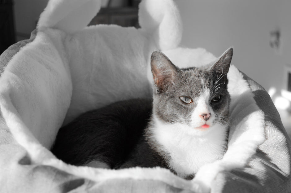 Cama de gato acogedora y de peluche