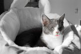 Cama de gato acogedora y de peluche