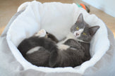 Cama de gato acogedora y de peluche
