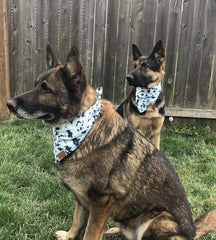 Bandana ajustable pour chien 