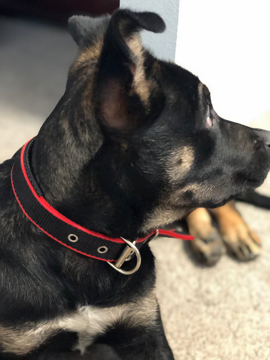 Strong Durable Dog Collar - Red/Black