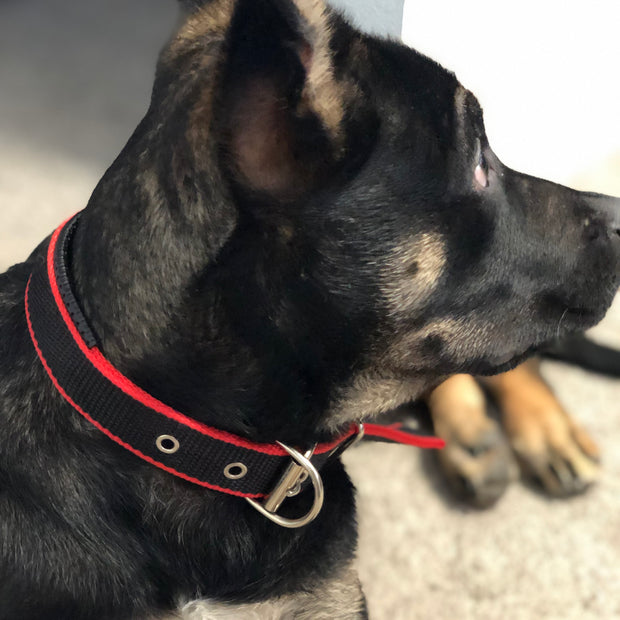 Durable Dog Collar
